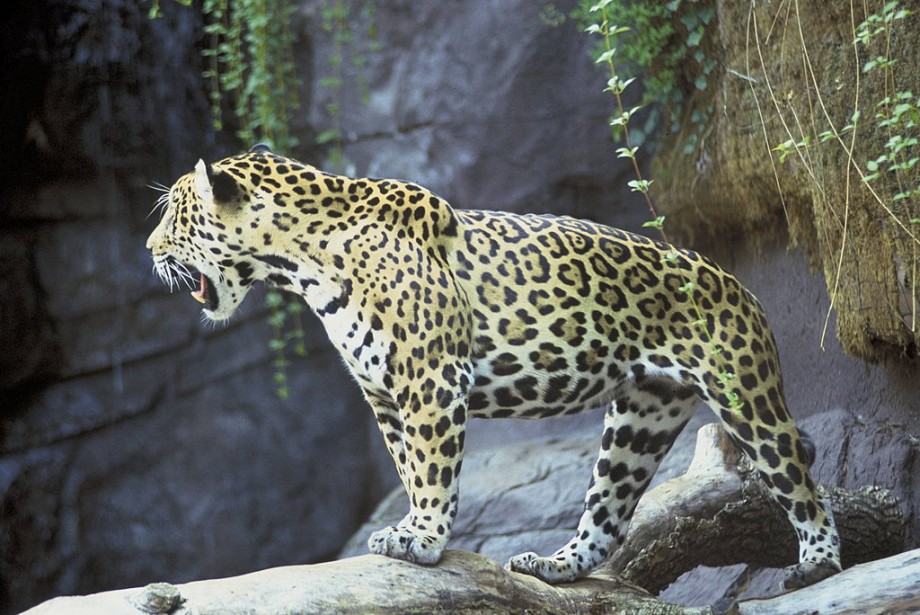 1024px-Jaguar_animal_panthera_onca.jpg