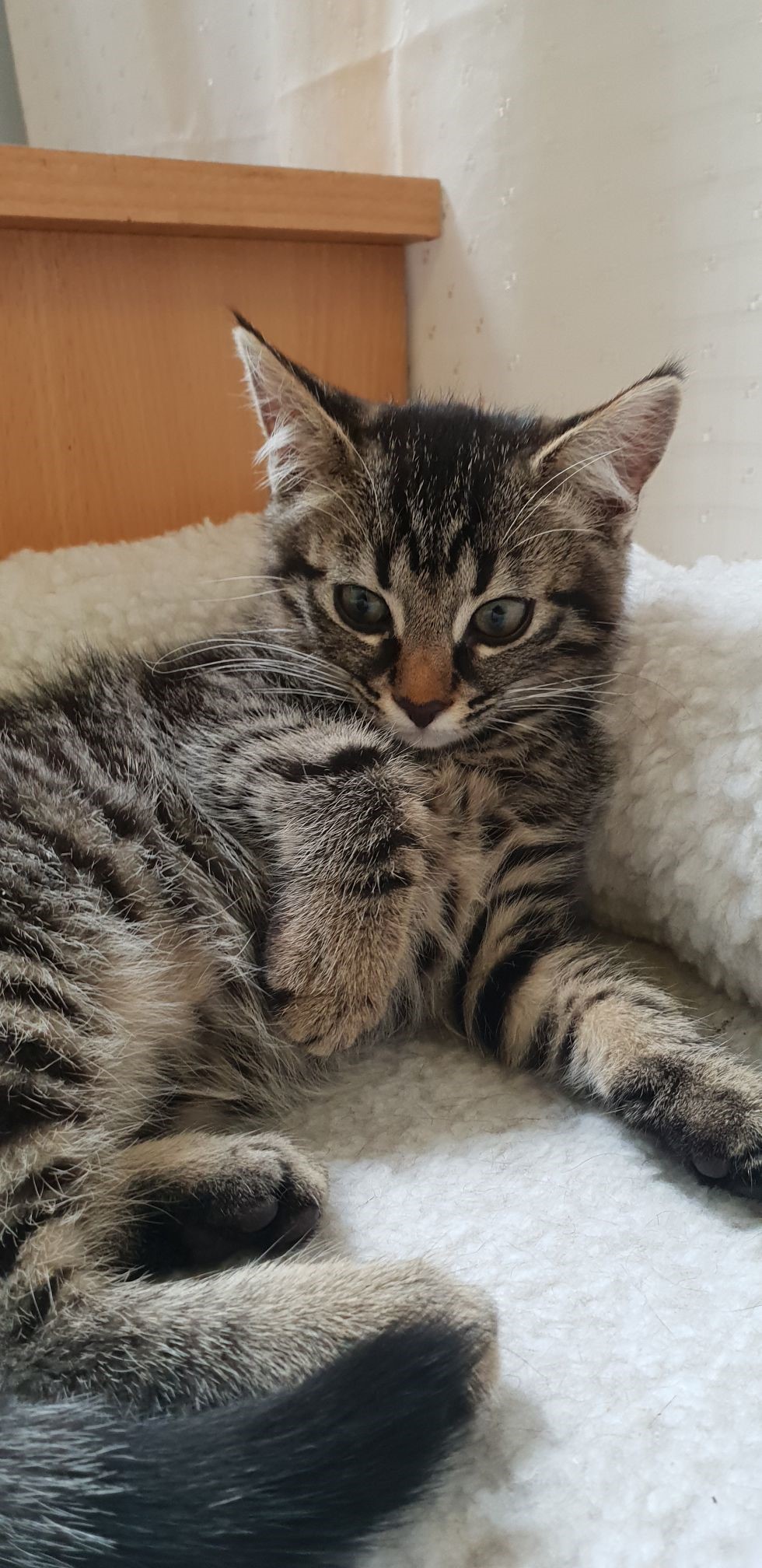 katt2.jpg